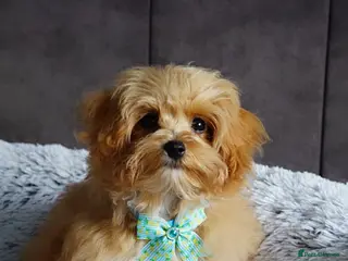 Maltipoo dogs Exceptional F1 Asian Maltipoo puppies - Advert 5