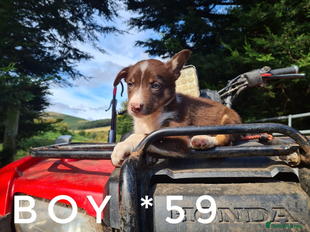 Border Collie dogs for sale: Fabulous Border Collie pups black, white, red. - Image 7