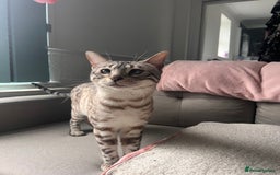 Bengal cats for sale: 1y snow bengal - Image 1