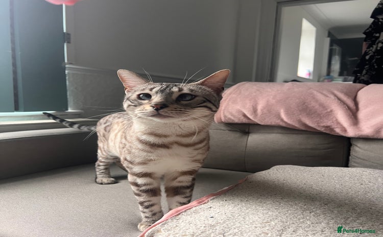 Bengal cats - Advert 4
