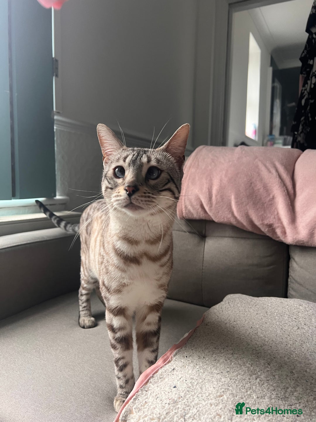 Bengal cats for sale: 1y snow bengal - Image 1
