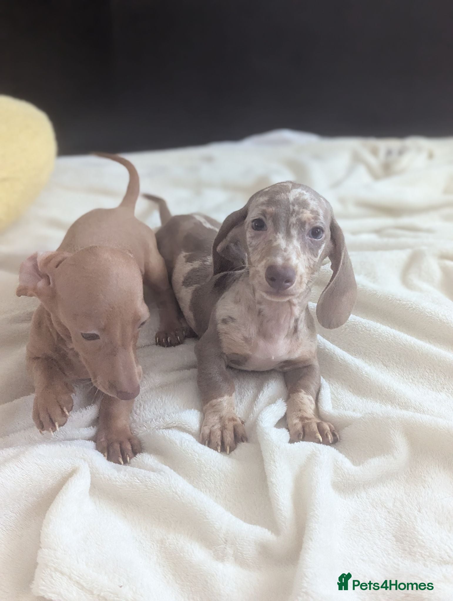 Miniature Dachshund dogs Miniature dachshund puppies - Advert 13