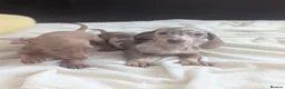 Miniature Dachshund dogs for sale: Miniature dachshund puppies - Advert 4
