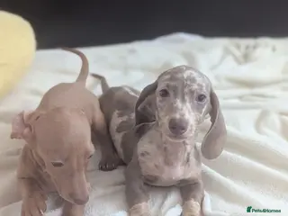 Miniature Dachshund dogs Miniature dachshund puppies - Advert 13
