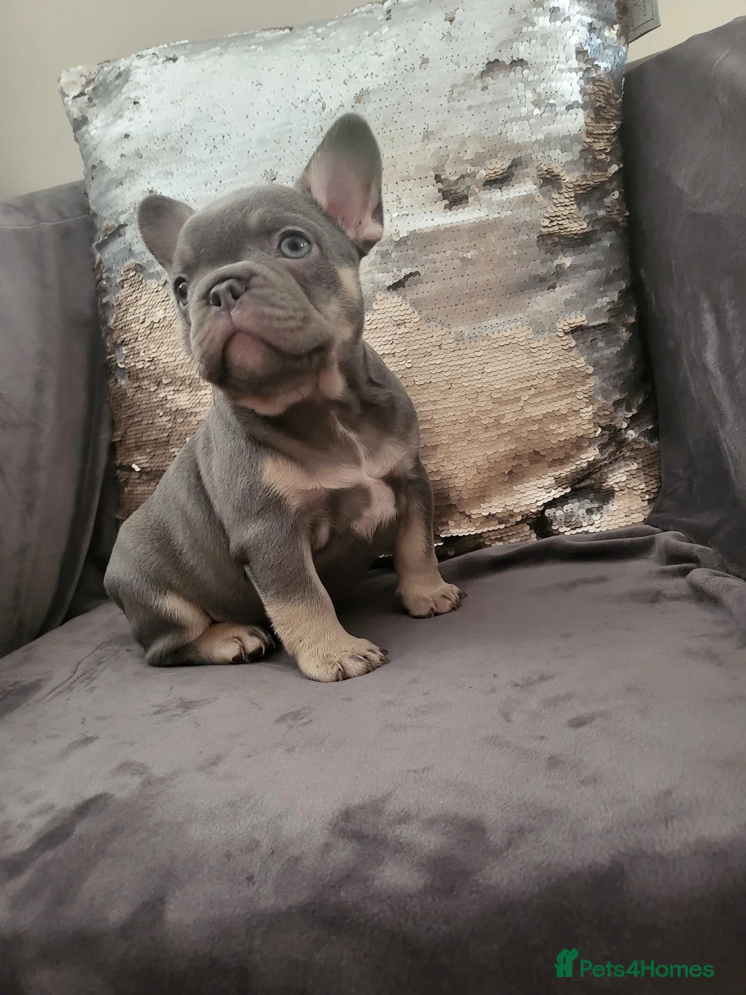 French Bulldog dogs for stud:  💥Amazing structure and quality! in Ebbw Vale - Advert 31