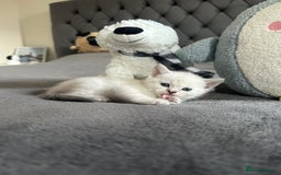 Scottish Fold cats for sale: Adorable playful scottish fold kittens  - Image 15