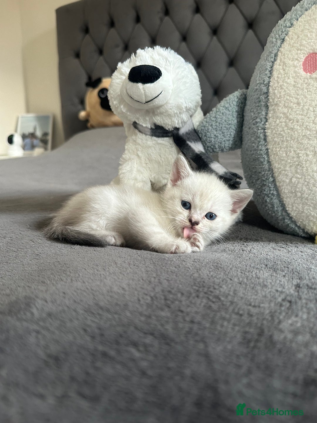 Scottish Fold cats for sale: Adorable playful scottish fold kittens  - Image 15