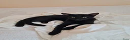 Oriental cats for sale: Oriental kittens for sale (4 ready now!) - Advert 4