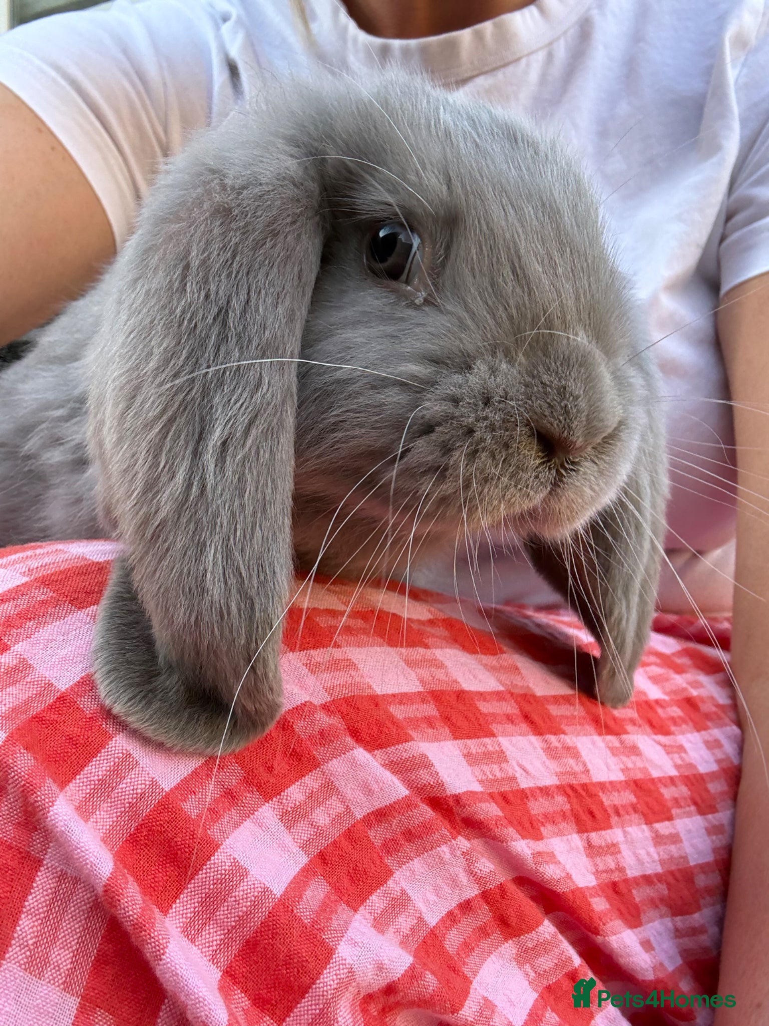 French Lop rabbits French Lop rabbits - Moorside Lops  - Advert 5