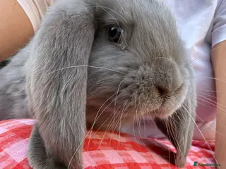 French Lop rabbits French Lop rabbits - Moorside Lops - Advert 5