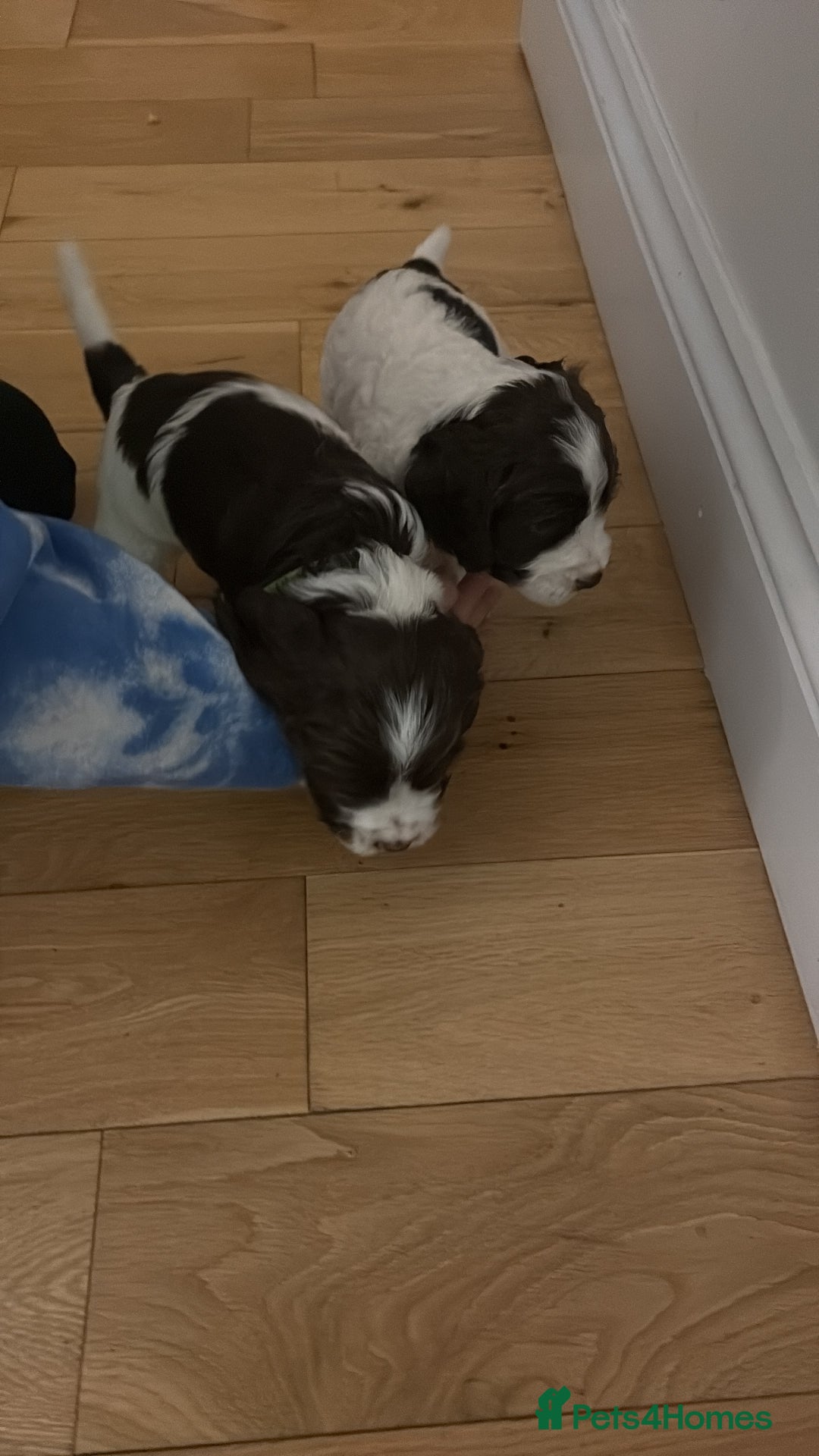 Cocker Spaniel dogs for sale: 3 cocker spaniel puppies for sale  - Advert 8
