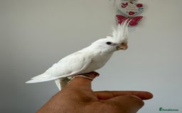 Cockatiels birds for sale: BEAUTIFUL BABY HAND REARED COCKATIEL / BIRDS  in Liverpool - Image 3