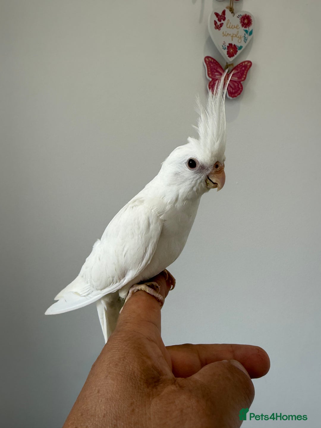 Cockatiels birds for sale: BEAUTIFUL BABY HAND REARED COCKATIEL / BIRDS  in Liverpool - Image 3