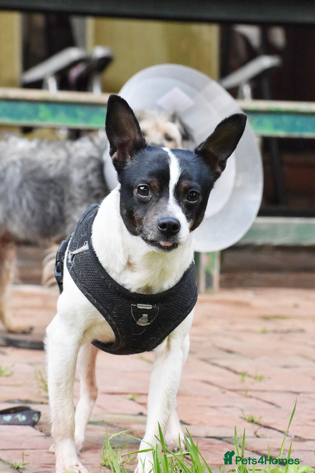 Mixed Breed dogs for adoption: Pipo - Andalusian Terrier in Alfreton - Advert 5