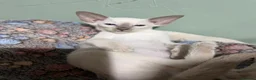 Siamese cats for sale: 5 adorable Siamese kittens available  - Advert 17