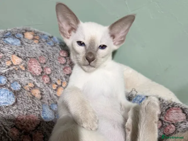 Siamese cats for sale: 5 adorable Siamese kittens available - Advert 3