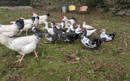 Ducks poultry for sale: Muscly ducks mixed ages - Image 2