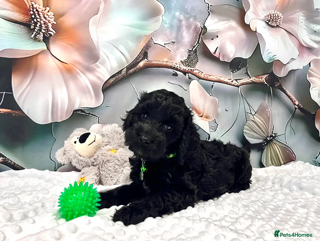 Cockapoo dogs for sale: 🏆CHAMPION LINES🌟 SHOWTYPE Miniature F1 Cockapoos - Advert 2