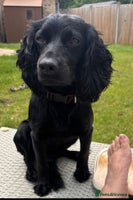 Cocker Spaniel dogs Cocker spaniel puppy’s - Advert 1