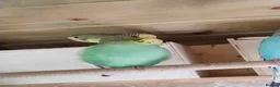Budgerigars birds for sale: Baby budgies, easily tamed  - Advert 3