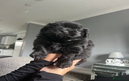 Shih Tzu dogs for sale: Bear 🐻  - Image 3