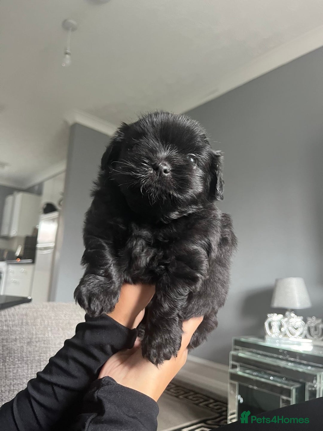 Shih Tzu dogs for sale: Bear 🐻  - Image 3
