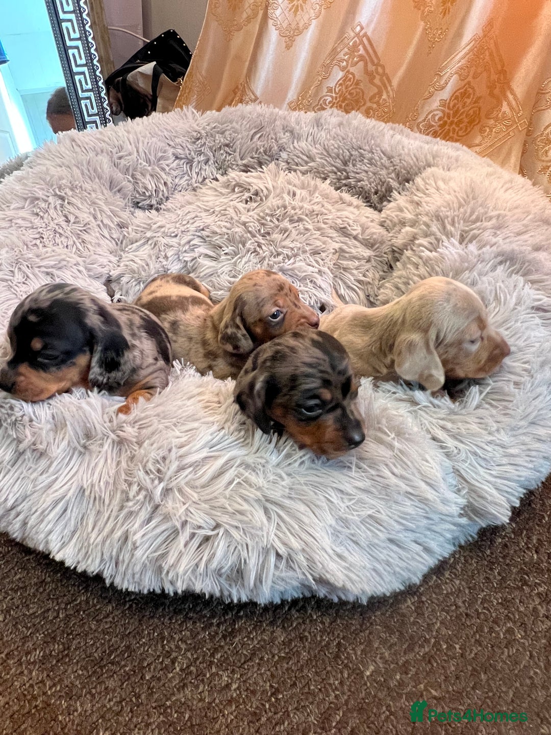 Miniature Dachshund dogs for sale: gorgeous dachshund puppy 🐶🐾 - Image 3