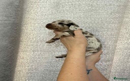Miniature Dachshund dogs for sale: Miniature dachshunds  - Image 11