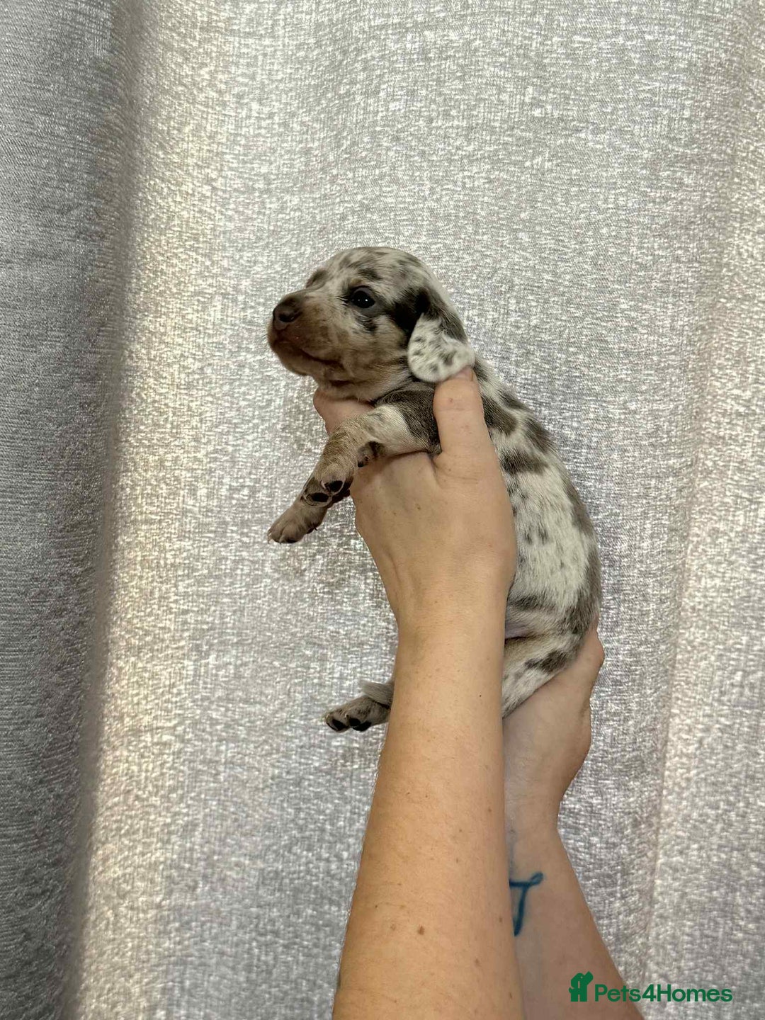 Miniature Dachshund dogs for sale: Miniature dachshunds  - Image 11