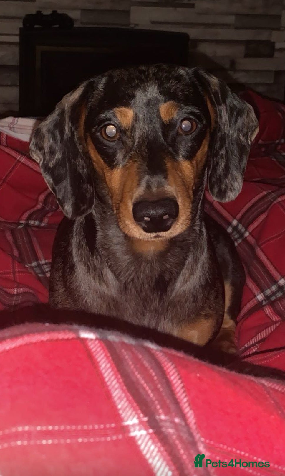 Miniature Dachshund dogs Miniature dachshund  - Advert 2