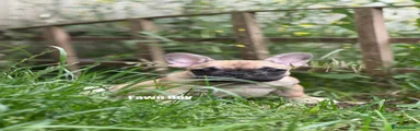 MALE Fawn
