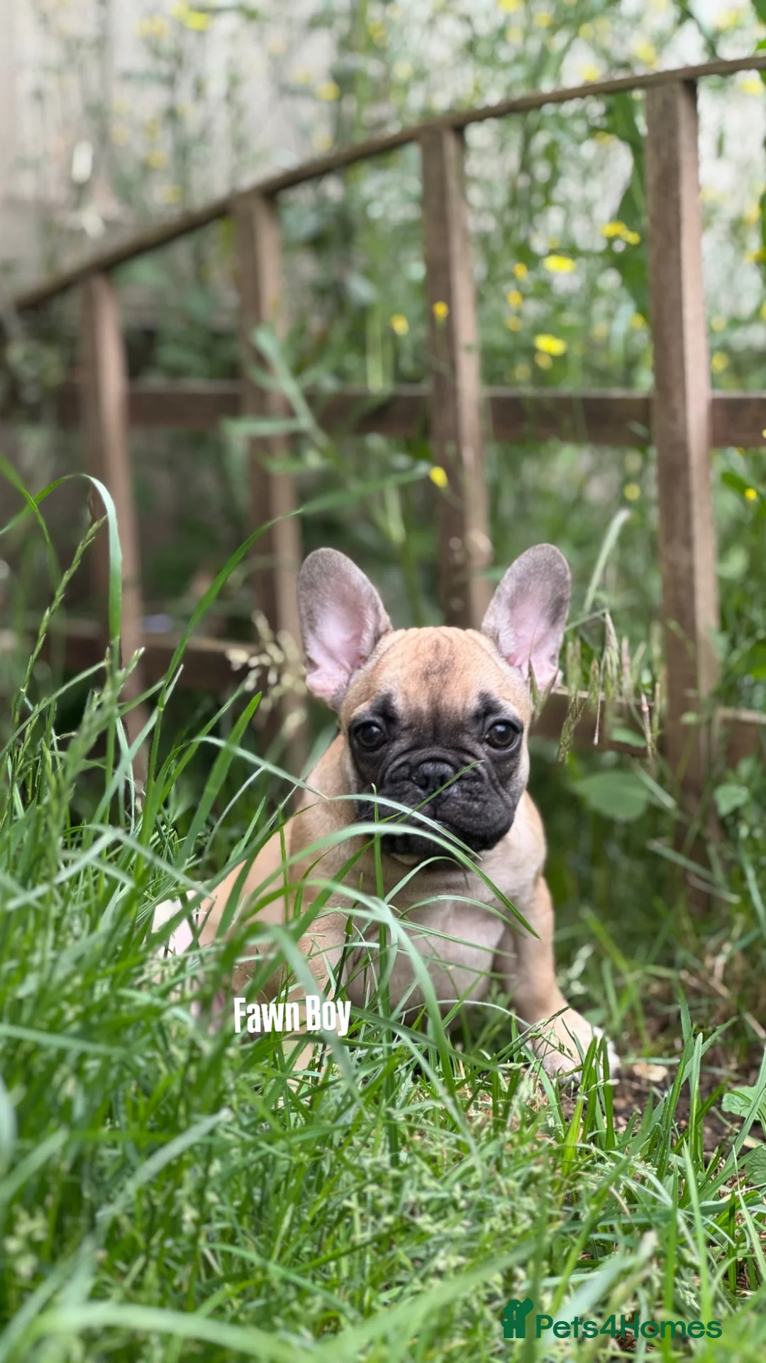 French Bulldog dogs for sale: REDUCED PRICE FOR WEEKEND KC REG FRENCH BULLDOG - Advert 1