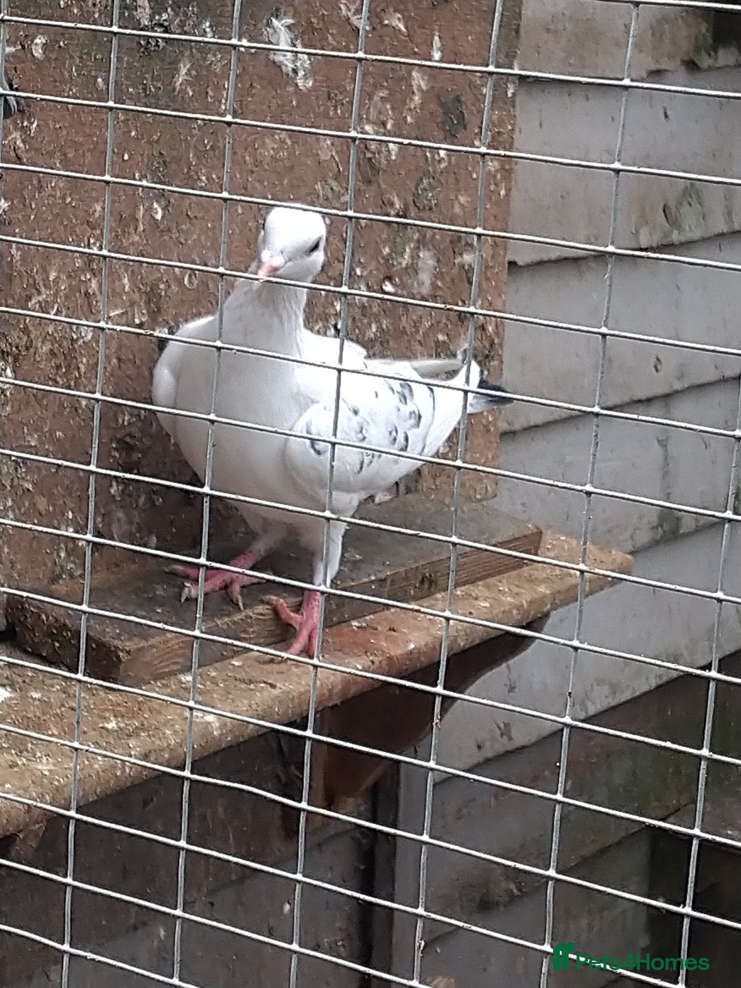 Pigeons birds for sale: Young tipplers/tumblers & racers £3 each - Image 19