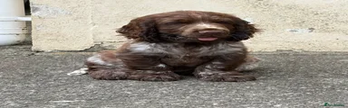 Cocker Spaniel Puppy 3 Orange