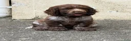 Cocker Spaniel dogs for sale: KC registered cocker spaniel puppies  - Advert 12