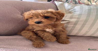 Maltipoo dogs - Advert 6