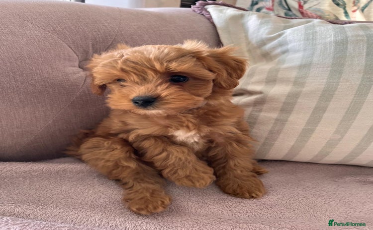 Maltipoo dogs - Advert 1