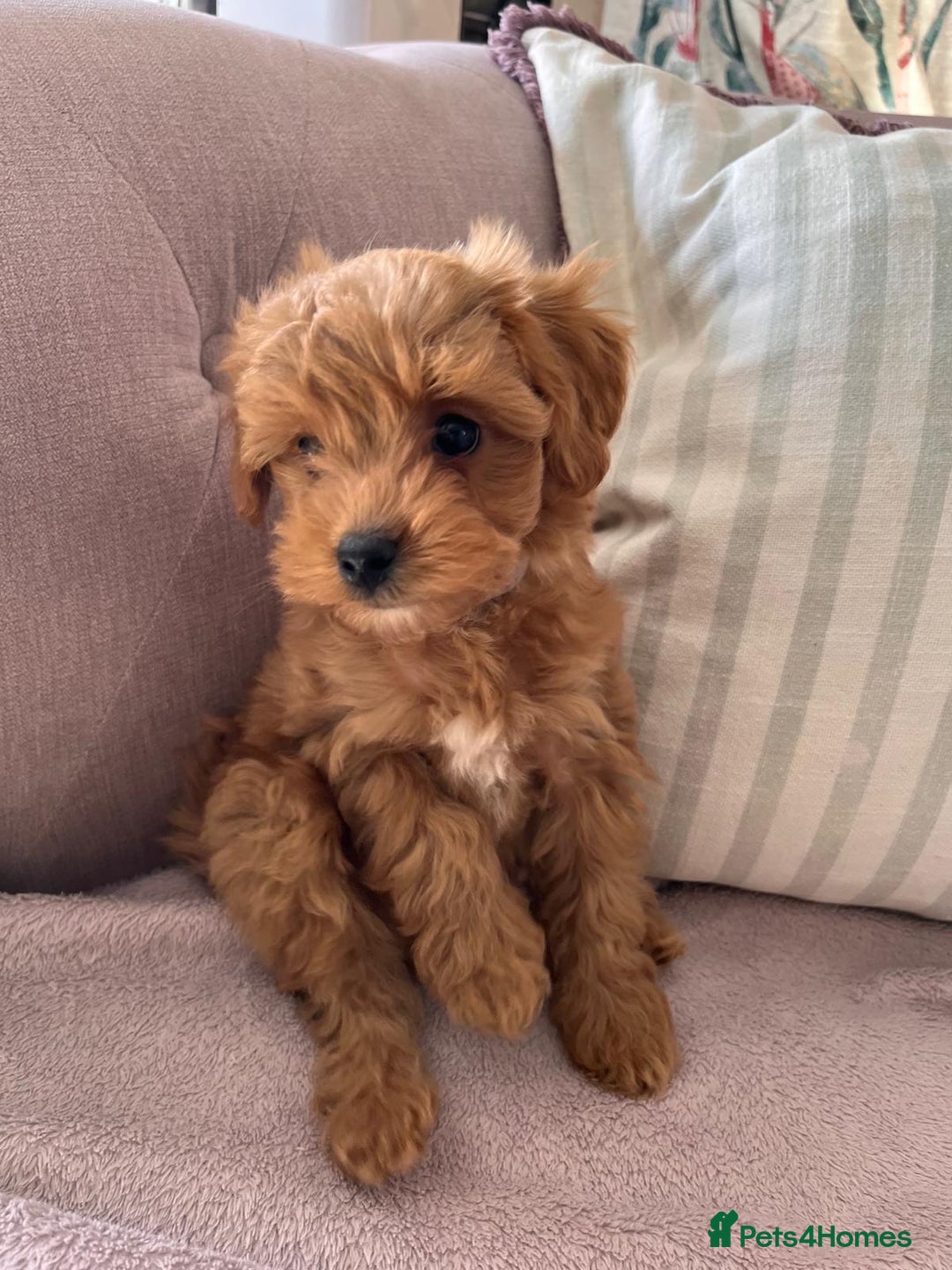 Maltipoo dogs for sale: 💫Tiny Red Boys Available Now💫 - Image 1