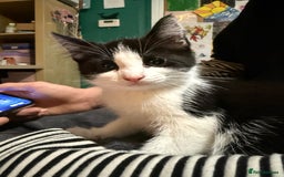 Domestic Shorthair cats for sale: 3 Kittens available  - Advert 3