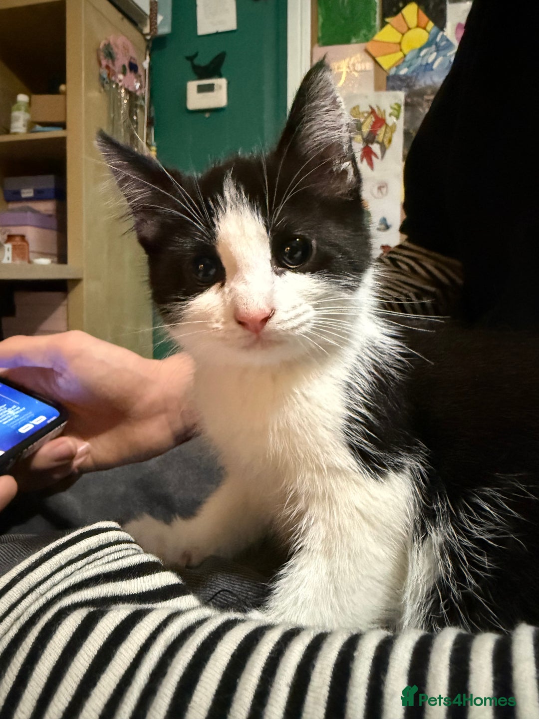 Domestic Shorthair cats for sale: 3 Kittens available  - Advert 3