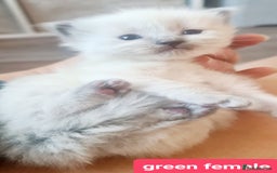 Ragdoll cats for sale: Pure ragdoll kittens - Image 21