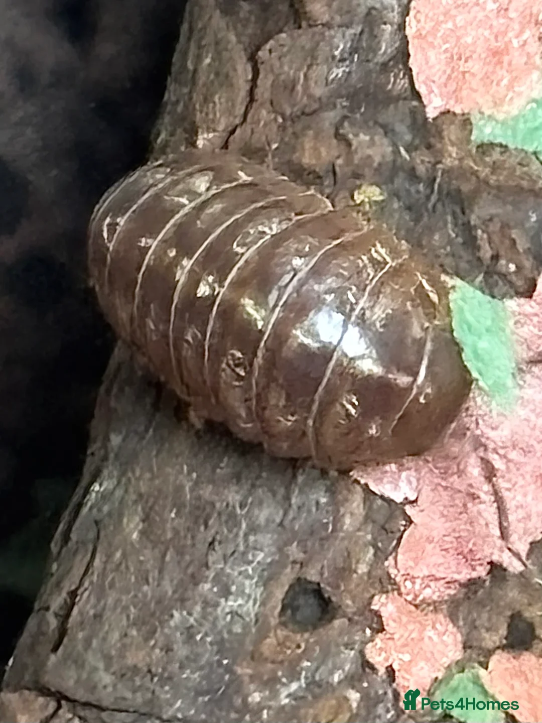 Isopods invertebrates for sale: Mixed types Isopods Orange Springtails  - Advert 12