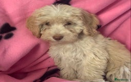 Cockapoo dogs for sale: Cockapoo puppies ready now - Image 7