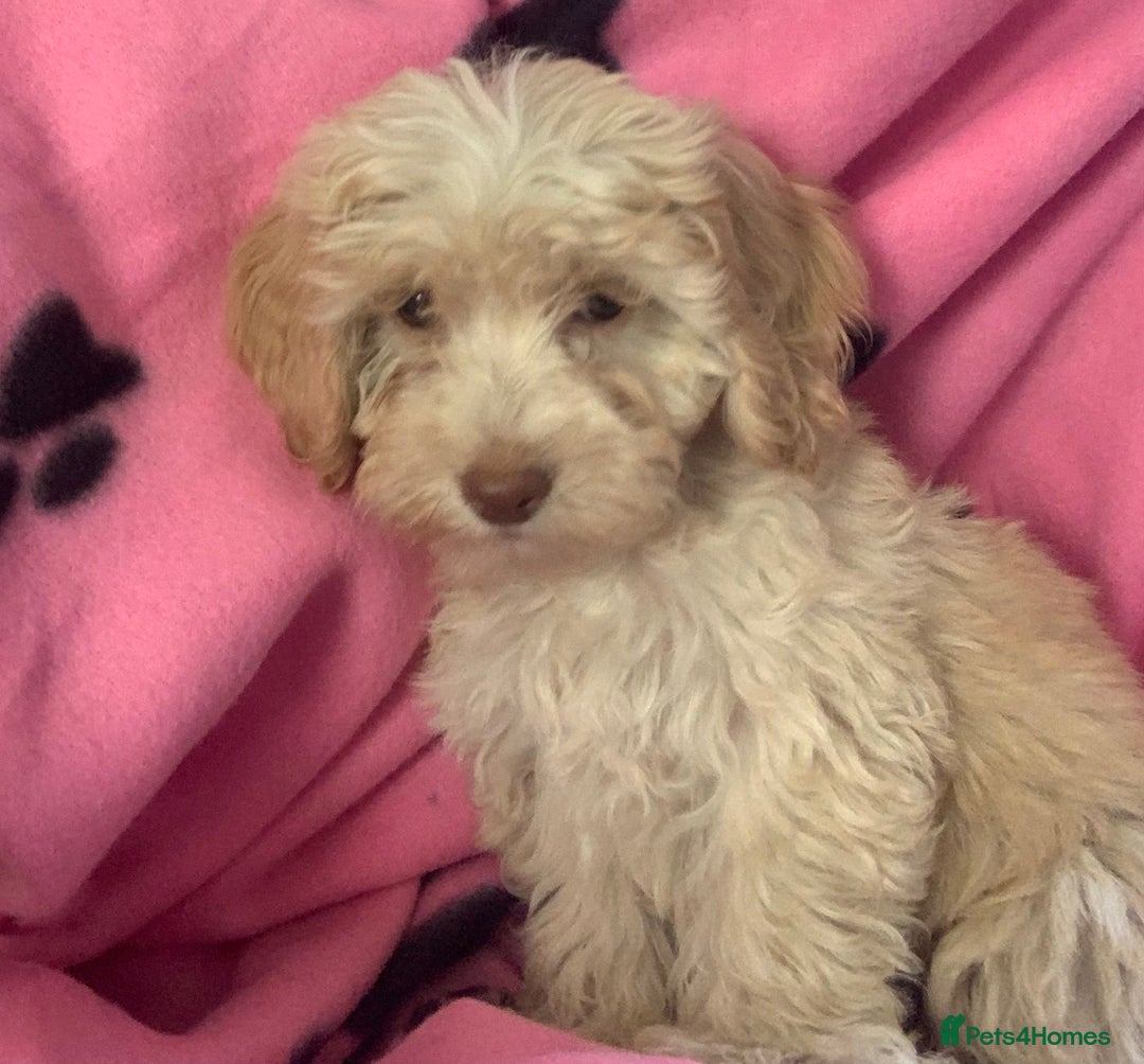 Cockapoo dogs for sale: Cockapoo puppies ready now - Image 7