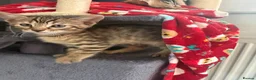 Bengal cats for sale: Bengal 2 🩷 - Advert 3