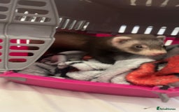 Ferret rodents for sale: 2 girl ferrets 9 week old - Image 4