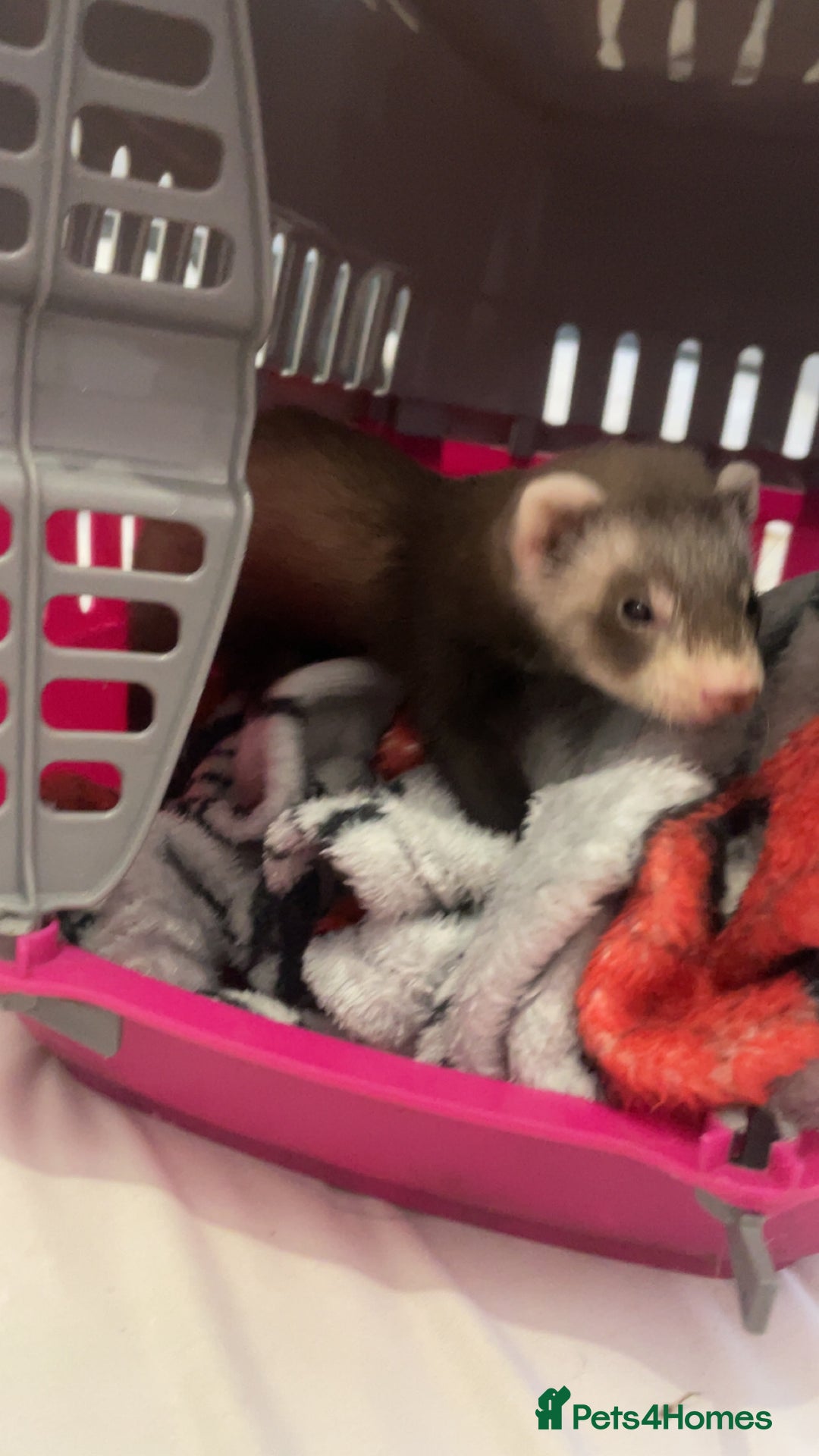 Ferret rodents for sale: 2 girl ferrets 9 week old - Image 4