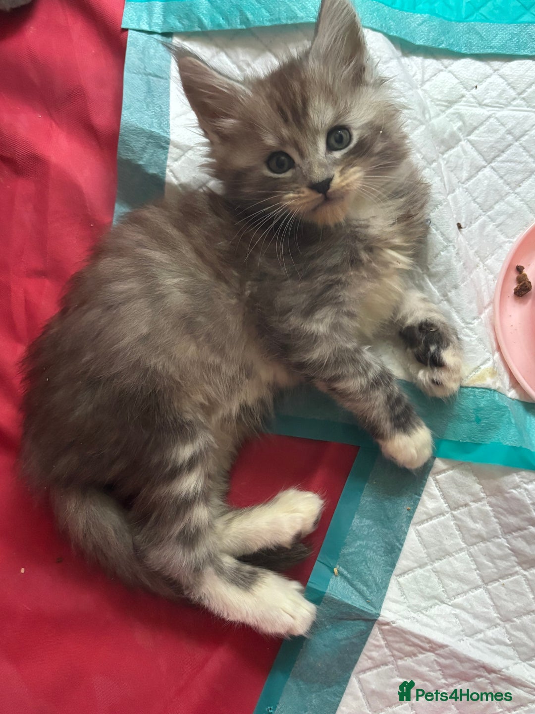 Maine Coon cats for sale: Beautiful playful 4 mainecoons kittens  - Image 4