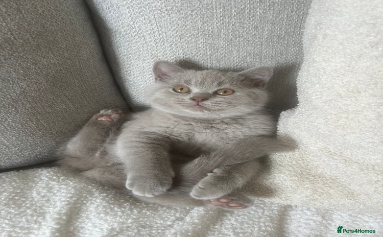 British Shorthair cats - Advert 1
