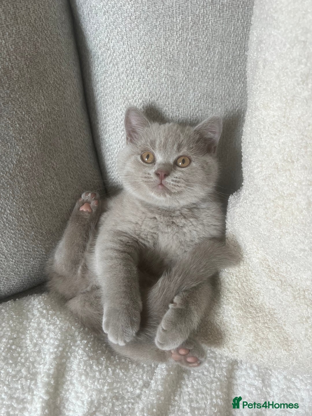 British Shorthair cats for sale: GCCF Female Lilac British Shorthair Kittens  - Image 2